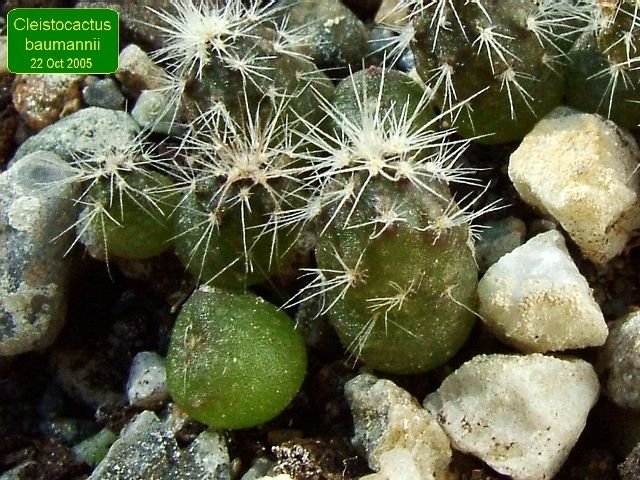 Cleistocactus _baumannii _05